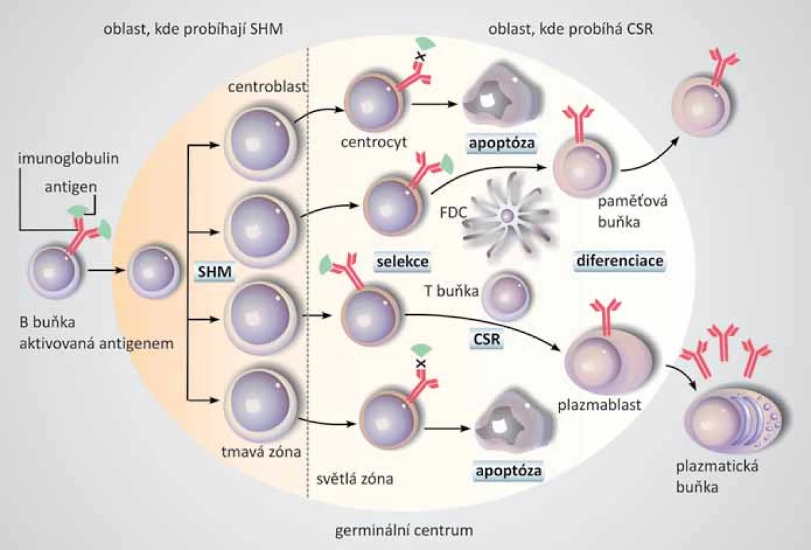 Mikroprostředí germinálního centra. 
B buňky aktivované antigenem diferencují v centroblasty, které klonálně expandují v tmavé zóně germinálního centra. Během proliferace probíhá proces somatických hypermutací (SHM). Centroblasty diferencují v centrocyty a přesunují se do světlé zóny, kde za pomoci T buněk a folikulárních dendritických buněk (FDC) dochází k selekci na základě vazby k imunizujícímu antigenu. Centrocyty, které produkují nevyhovující protilátky, vstupují do apoptózy, ostatní centrocyty procházejí procesem izotypového přepnutí (CSR) a dále diferencují v plazmatické a paměťové buňky. Převzato a upraveno dle [4].