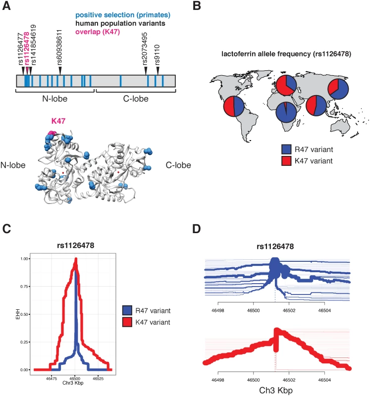 Diversity and evolution of human lactoferrin.