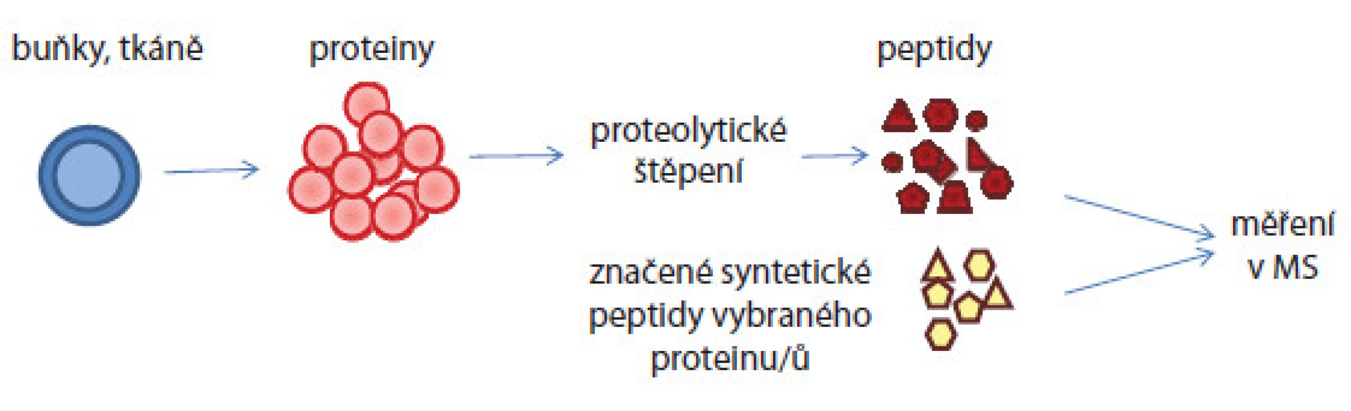 Schematické znázornění absolutní kvantifikace proteinů v komplexním biologickém vzorku.
Proteiny izolované ze vzorku jsou proteolyticky štěpeny enzymem na peptidy. Do peptidové směsi jsou ve známých koncentracích přidány syntetické značené peptidy a celá směs je pak analyzována hmotnostním spektrometrem. Porovnáním intenzit píků syntetického a nativního peptidu je pak vypočítána koncentrace nativního peptidu.