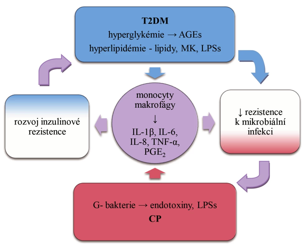 Význam cytokinů v obousměrném vztahu chronické parodontitidy (CP) a diabetes mellitus 2. typu (T2DM), upraveno podle [26, 31]. 
