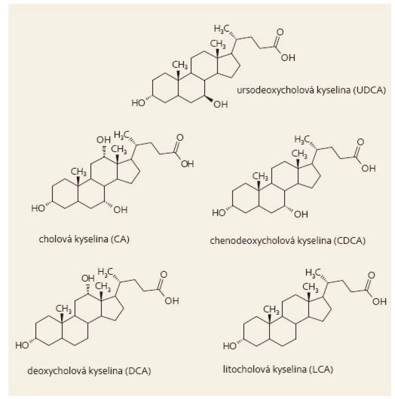 Nekonjugovaná UDCA, primární a sekundární žlučové kyseliny.
Fig. 1. Unconjugated UDCA, primary and secondary bile acids.