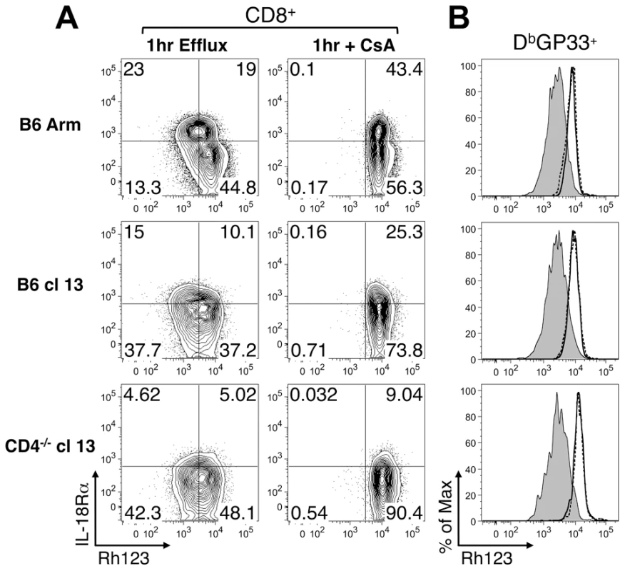 Rh123 efflux in memory and exhausted CD8 T cells.