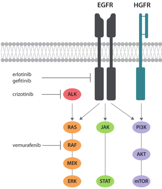 Zjednodušené schéma signalizace EGFR a působení v současnosti užívaných inhibitorů tyrosinkináz. Zobrazena je rovněž signalizace HGFR (MET), která je podkladem sekundární rezistence k léčbě inhibitory tyrosinkináz.