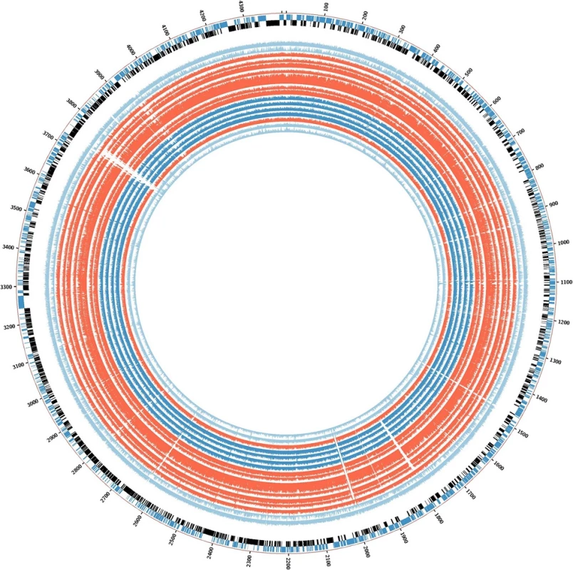 BLAST ring for the graphical representation of deleted genes in the isoniazid-resistant tuberculosis outbreak. Deleted regions are shown as &lt;i&gt;white empty spaces&lt;/i&gt; in the alignment. The order is the same as for the phylogenetic tree. Strains 02.292, 03.039, 04.018, 04.211, 04.494, 04.503, and 07.116 (all closely related) are in &lt;i&gt;red&lt;/i&gt;. Strains 05.046, 02.113, 03.013, and 03.313 are coloured &lt;i&gt;deep blue&lt;/i&gt;, and control strains 05.177, 05.094, and 04.011 are &lt;i&gt;light blue&lt;/i&gt; as &lt;i&gt;H37Rv&lt;/i&gt;. Strain 04.194 is also shown in &lt;i&gt;red&lt;/i&gt;
