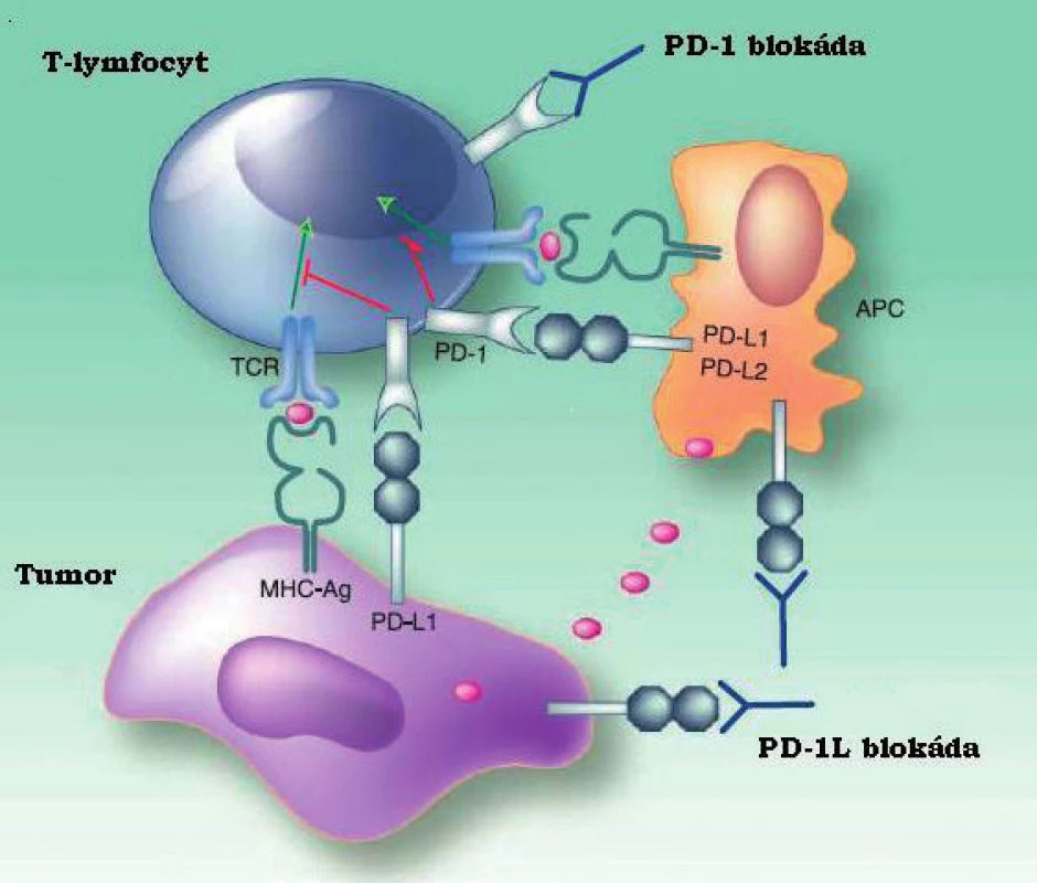 Schéma interakce mezi tumorem, T-lymfocytem a APC.
Upraveno dle American association of cancer research.