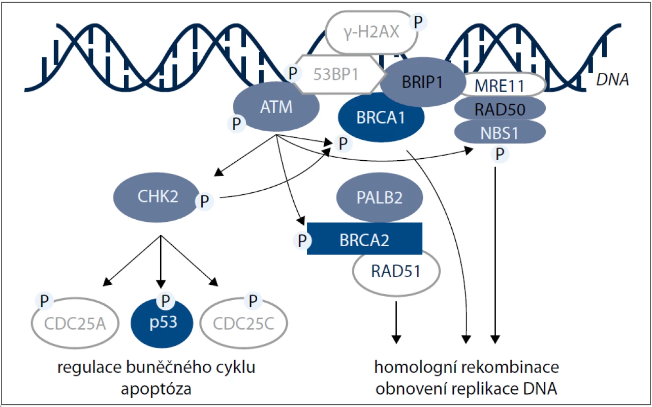 Schematické znázornění hlavních proteinů podílejících se na reparaci dvouřetězcových zlomů v DNA pomocí homologní rekombinace.