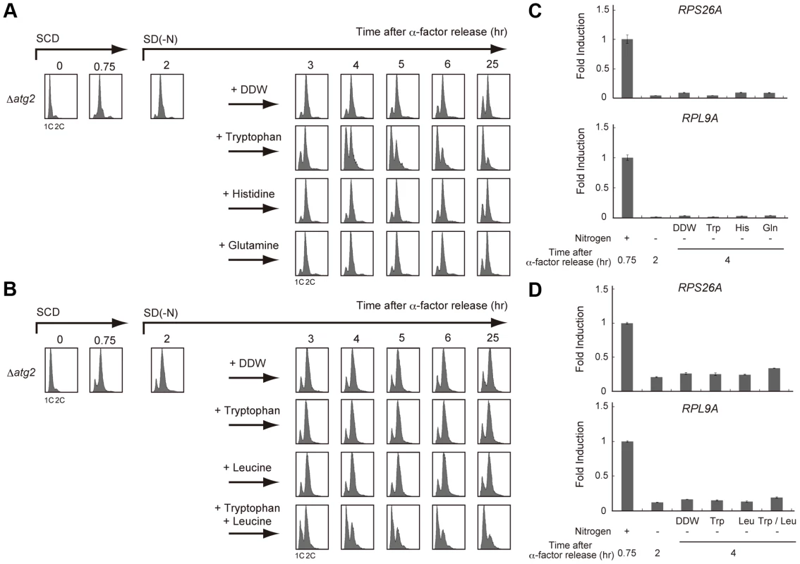 Supply of specific amino acids is sufficient for cell cycle re-progression after G2/M delay.