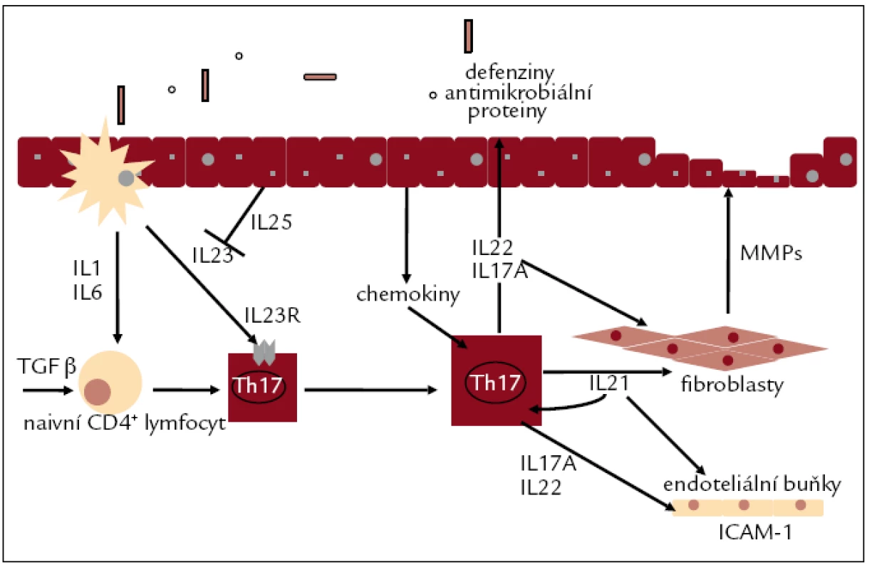 Diferenciace a funkce Th17-lymfocytů (upraveno podle [60]). Th17-lymfocyty diferencují pod vlivem TGFβ v kombinaci s IL1β, IL6 a na rozdíl od Th1-lymfocytů nevyžadují pro diferenciaci své efektorové cytokiny, pro jejich diferenciaci není nutná přítomnost IL17. IL21 reguluje diferenciaci Th17 buněk autokrinním způsobem. IL23 slouží k amplifikaci zánětlivé odpovědi odvozené od Th17-lymfocytů. Th17-lymfocyty produkují prozánětlivé cytokiny, ale i látky ovlivňující funkci střevní bariéry.