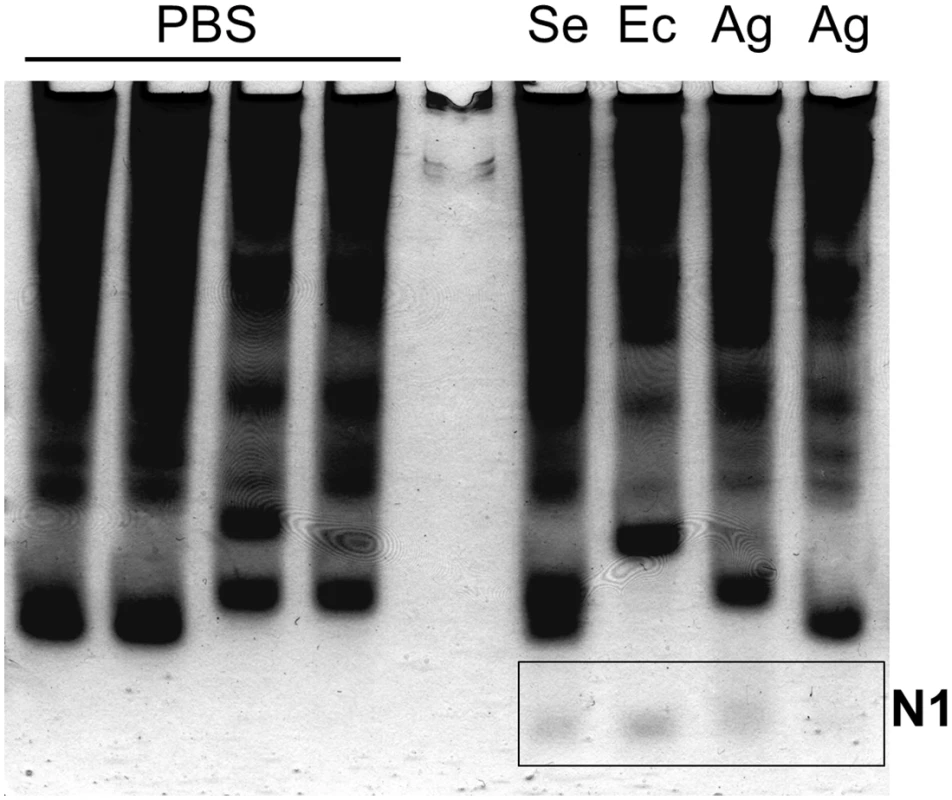 Detection of the N1 band in egg extracts from females injected with bacteria.