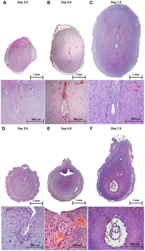 Defective implantation in <i>Alk2</i> cKO mice.