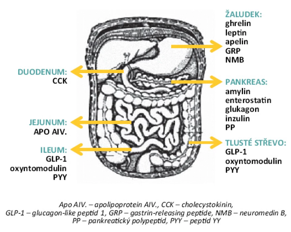 Hlavní oblasti sekrece gastrointestinálních peptidů uplatňujících se v regulaci příjmu potravy [6].