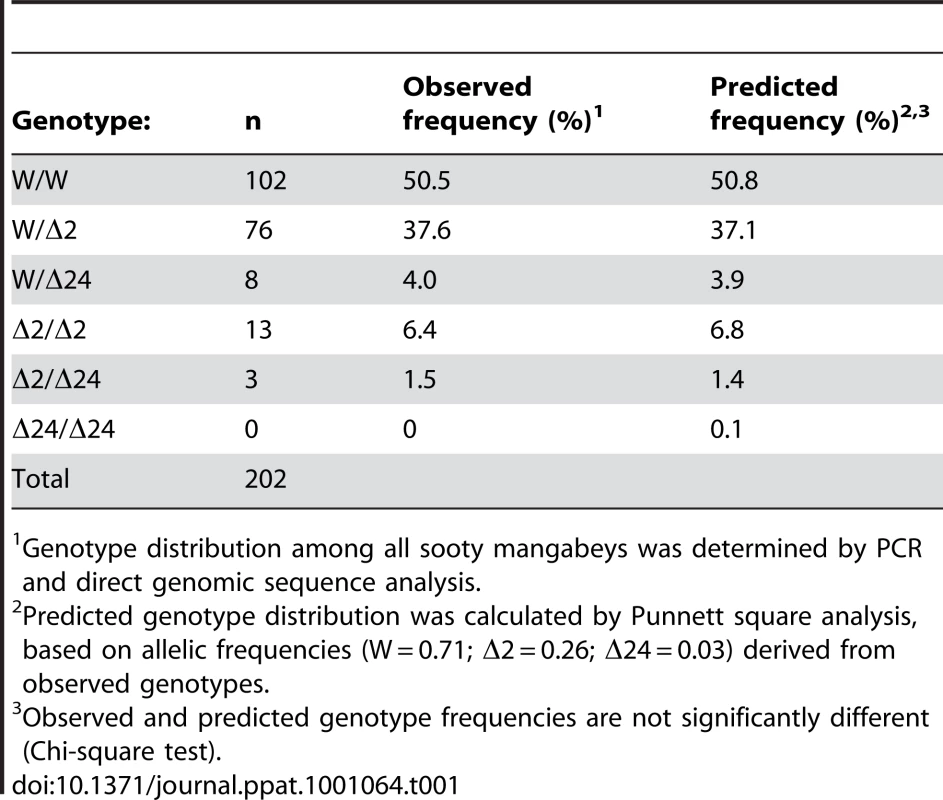 Genotypic frequencies in Sooty Mangabeys at YNPRC.
