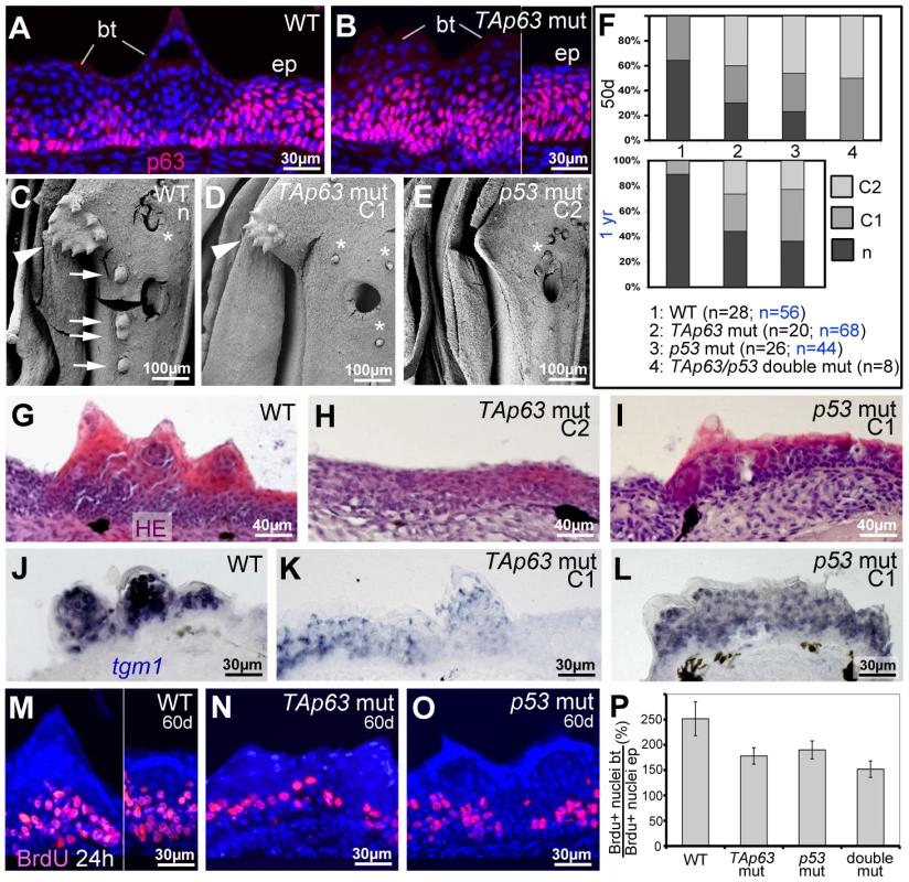 TAp63 and p53 mutants display reduced proliferation in basal layers and reduced differentiation in upper layers of tubercle remnants.