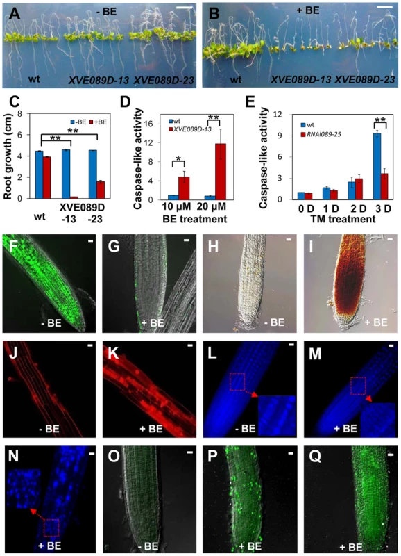 NAC089 promotes programmed cell death in plants.