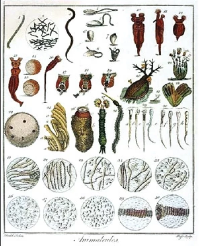 Ilustrácie mnohých animalkúl, ktoré Leeuwenhoek pozoroval, podľa(3)