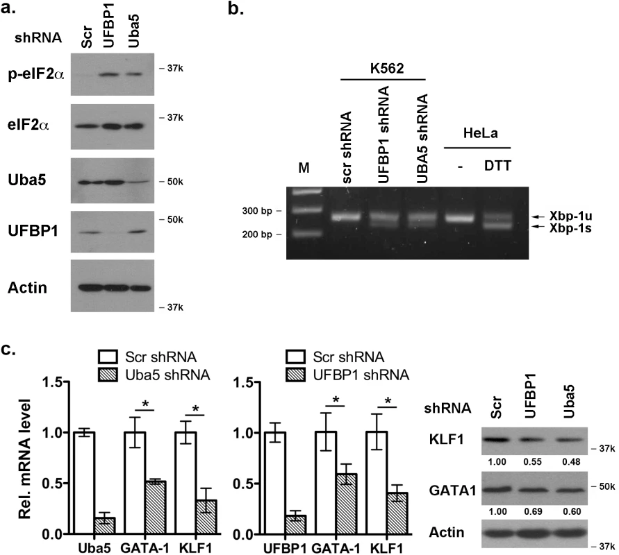 Depletion of Uba5 activates the UPR and suppresses expression of erythroid transcription factors in K562 cells.