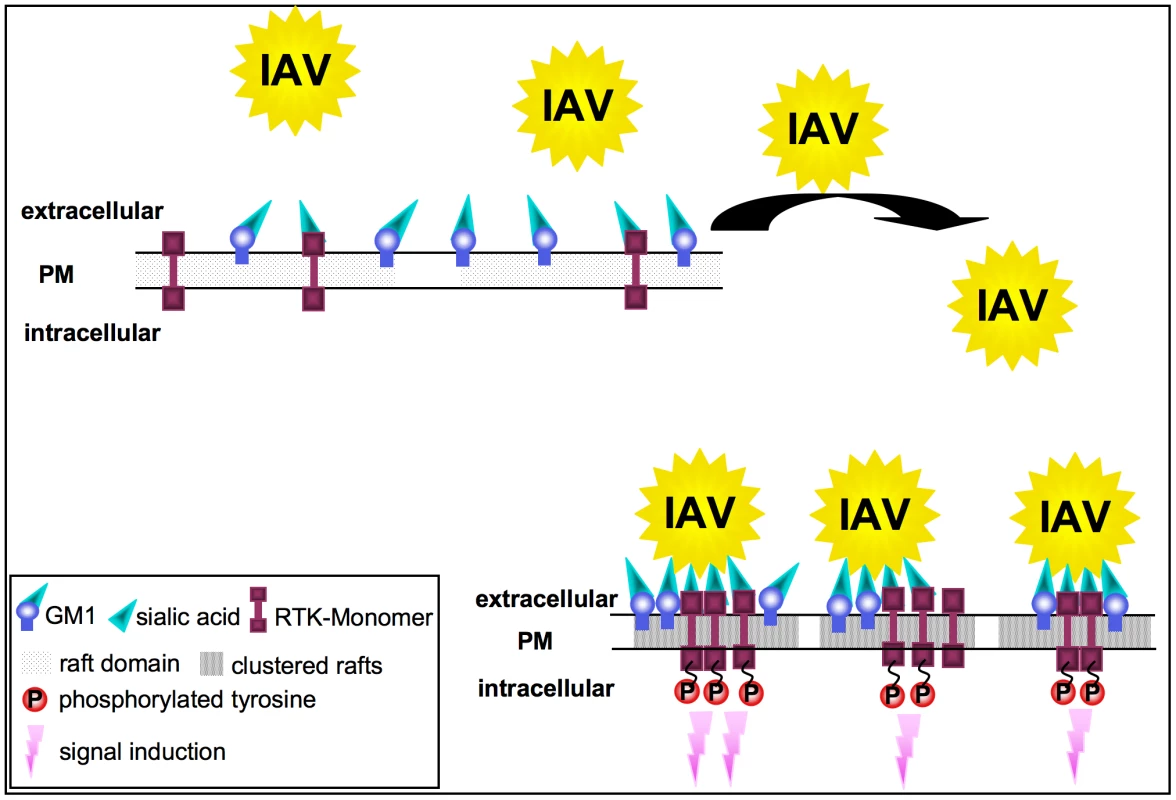 Model for the RTK-mediated internalization of IAV.