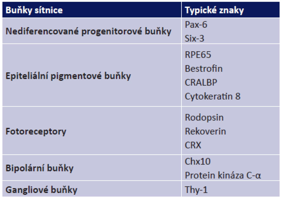 Typické znaky jednotlivých buněk sítnice