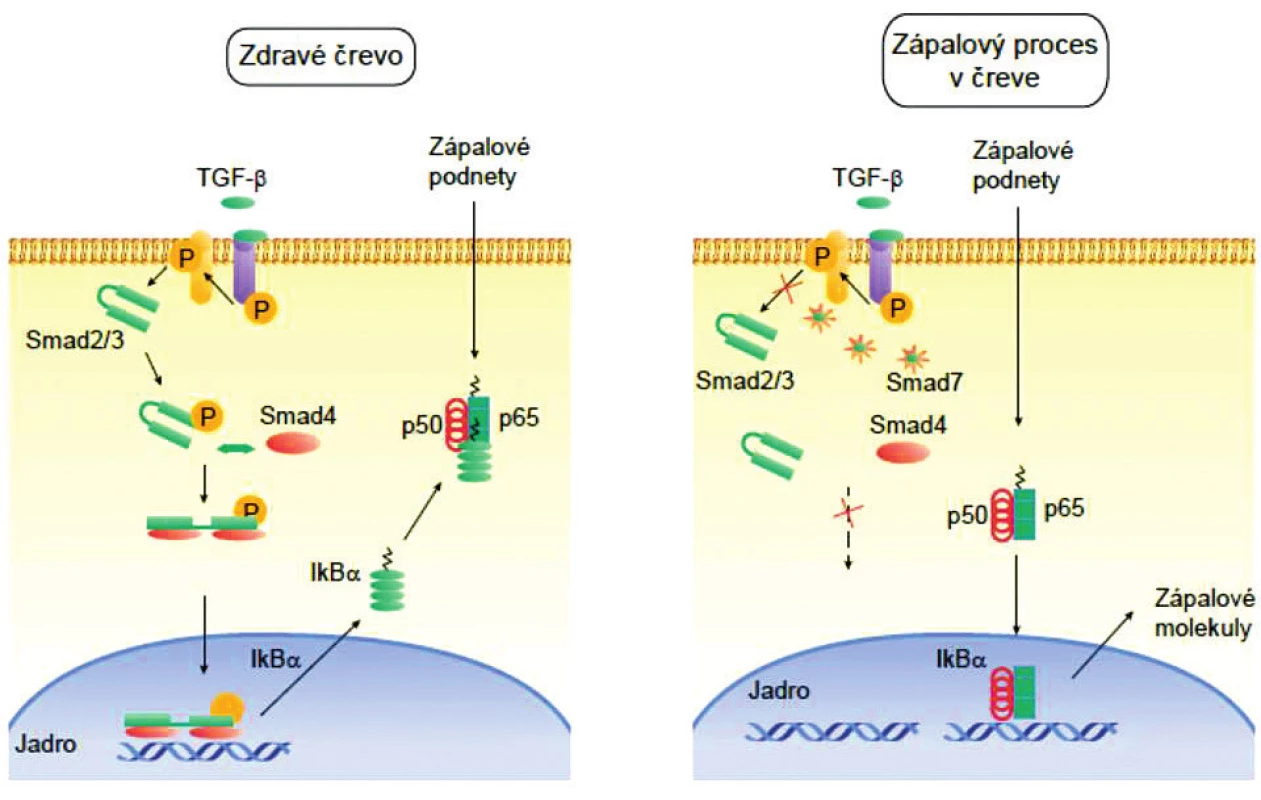 Transkripčné faktory SMAD pri aktivácii a represii génov – fyziologický stav
Receptor pre TGF-β sa skladá z dvoch reťazcov I a II. TGF-β sa viaže na receptor II, ktorý sa autofosforyluje a následne fosforyluje receptor I. Aktivovaný TGF-βRI v ďalšom fosforyluje a tým aktivuje proteíny SMAD-2 a SMAD-3. Tieto sa potom spolu spájajú a vytvárajú heterodimér, ktorý sa spája so SMAD-4. Takto vytvorený oligomér sa napokon presúva do jadra bunky na promótorovú oblasť pre inhibítor transkripčného faktora NFκB [IκB] a indukuje jeho transkripciu. IκB sa v cytoplazme viaže na NFκB a blokuje jeho aktivitu. Aktiváciu SMAD-2 a SMAD-3 kontroluje SMAD-7, ktorý sa viaže na TGFβRI a zabraňuje fosforylácii SMAD-1 či SMAD-2. Takto sa zabráni vytvorenie heterotriméru SMAD-2, -3, -4 a následne transkripcia IκB-génu, výsledkom čoho je nekontrolovaný zápalový proces. 
(podľa Monteleone et al. Trends Immunol 2004; 25(10): 513-7, modifikované).
Figure 2. SMAD transcription factors in gene activation and repression – physiological state
The TGF-β receptor consists of two chains designated I and II. TGF-β binds to receptor II, which autophosphorylates and then phosphorylates receptor I. Activated TGF-βRI phosphorylates, thus activating SMAD-2 and SMAD-3 proteins. They bind to each other to form a heterodimer, which binds to SMAD-4. The resultant oligomer translocates to the cell nucleus, to the promotor region for the NFκB transcription factor inhibitor [IκB], inducing its transcription. In the cytoplasm, IκB binds to NFκB and blocks its activity. SMAD-2 and SMAD-3 activation is controlled by SMAD-7, which binds to TGFβRI and inhibits SMAD-1 or SMAD-2 phosphorylation. Consequently, heterotrimer formation by SMAD-2, SMAD-3, and SMAD-4 and subsequent transcription of the IκB gene are inhibited, whichresults in an uncontrolled inflammatory process.
(adapted from Monteleone et al. Trends Immunol 2004; 25(10): 513–517)