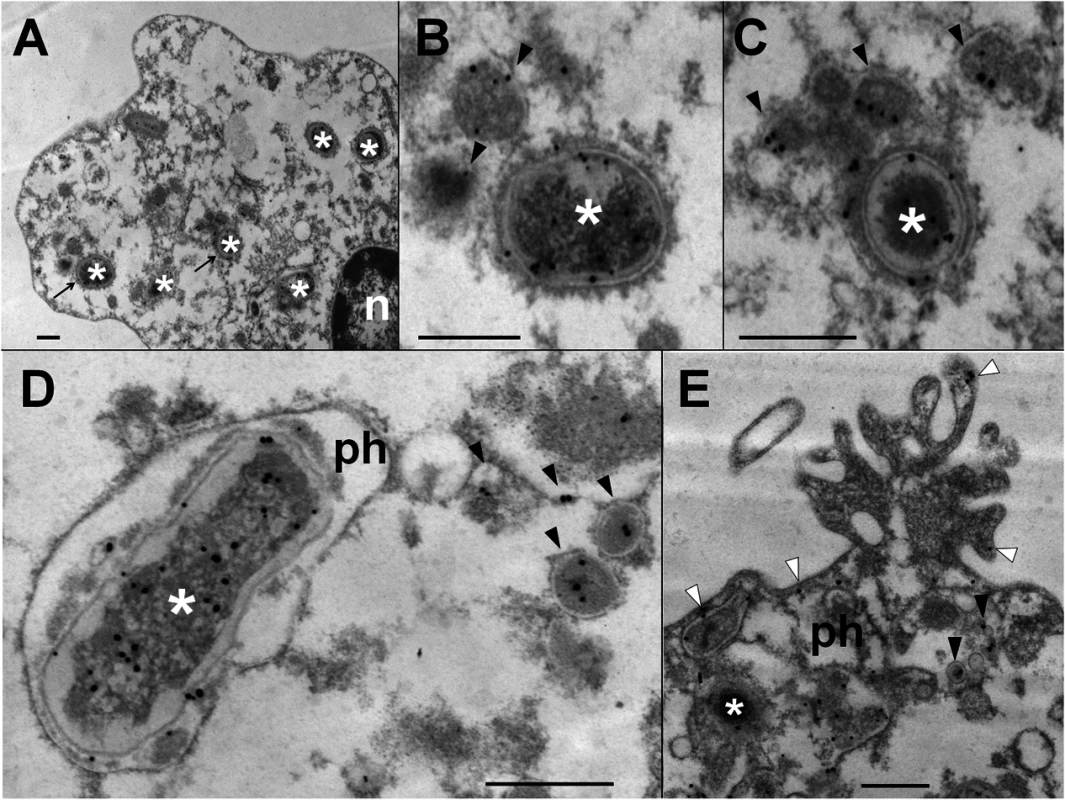 <i>Br-</i>LPS released inside cells is mostly found within vacuolar compartments of PMNs.