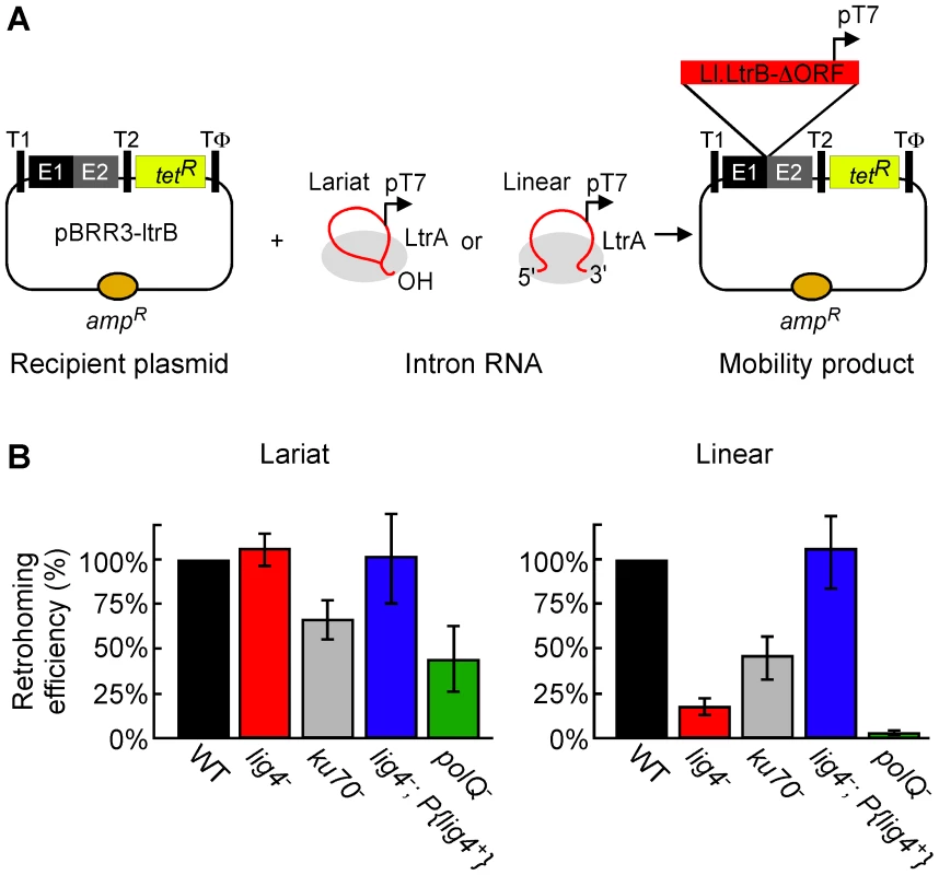 Retrohoming efficiencies of linear and lariat group II intron RNAs in wild-type and mutant <i>Drosophila</i>.