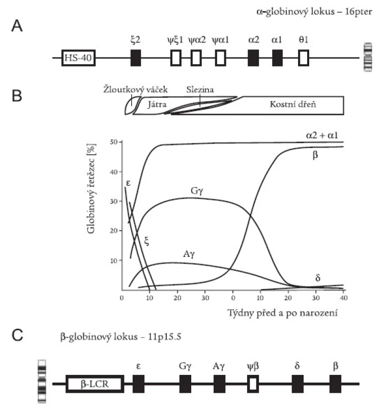 Struktura globinových lokusů a syntéza globinů. Schematické znázornění α globinového lokusu na chromozomu 16 (A) a β globinového lokusu na chromosomu 11 (C). HS-40 a β-LCR jsou regulační oblasti globinových genových rodin, působící v poloze cis. Funkční geny na lokusech jsou vyznačeny černě, nevybarvené obdélníky jsou pseudogeny (ψ). (B) Jednotlivé globinové řetězce syntetizované ve žloutkovém váčku, játrech, slezině a kostní dřeni během ontogenetického vývoje, vyjádřené v procentu celkového Hb. Přepnutí z embryonálních Hb na HbF je ukončeno v 10. týdnu; přepnutí z HbF na Hb dospělého typu probíhá v období těsně po narození. Upraveno dle [1].