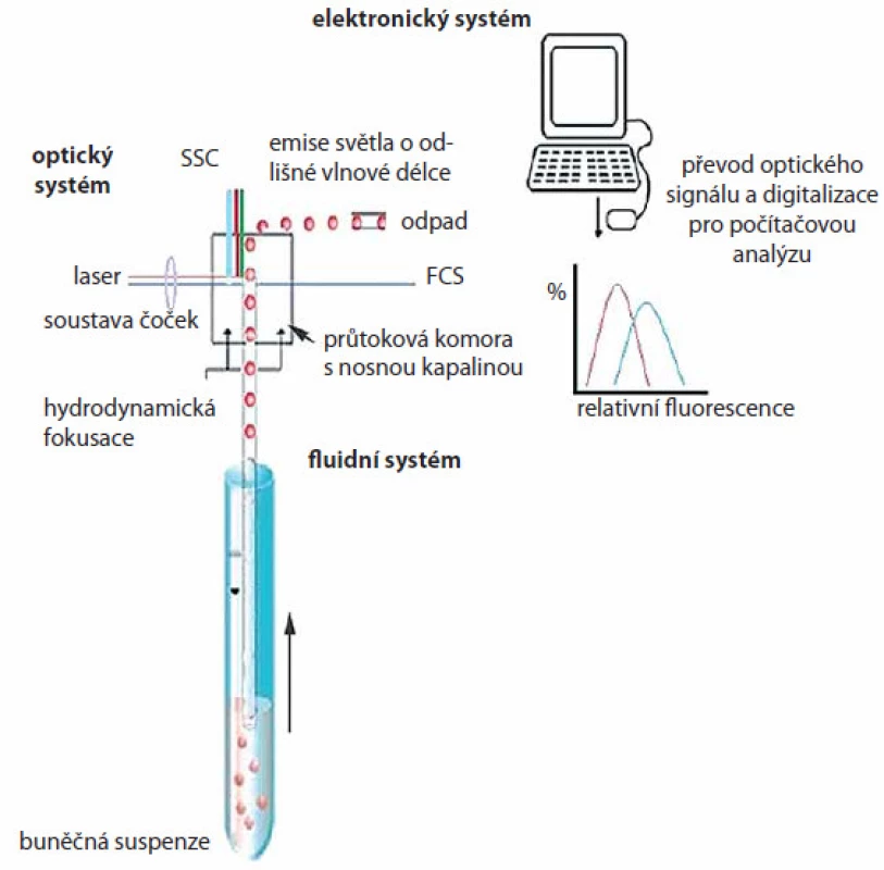 Schematické znázornění principu průtokové cytometrie.
Průtokový cytometr (fl uidní systém) umožňuje nasávání buněčné suspenze vzorku a její rozdělení do jednotlivých buněk. V optické části jsou buňky ozářeny laserovými paprsky a změny světelných kvant o specifi cké vlnové délce jsou detekovány příslušnými optickými detektory. Světelné signály jsou následně elektronickým systémem převedeny do elektrického signálu a digitalizovány pro počítačovou analýzu.