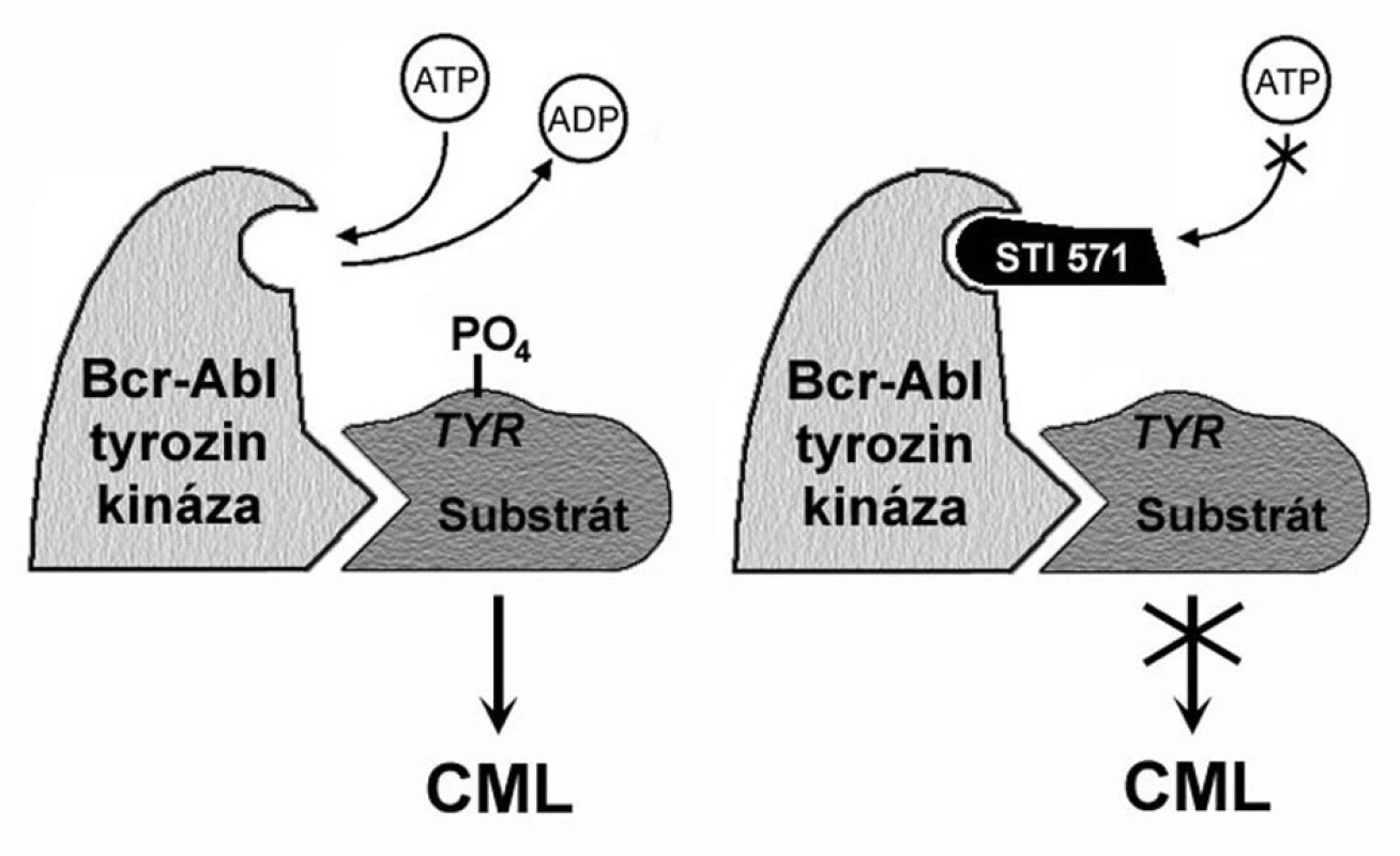 Mechanismus působení imatinibu. BCR-ABL tyrozinkináza váže ATP a transferuje fosfát z ATP na tyrozinová rezidua různých substrátů, čímž mění jejich konformaci, a tím i funkci. Blokování místa pro navázání ATP blokuje i tyrozinkinázovou aktivitu. Upraveno podle O’Dwyer a Druker (3).
