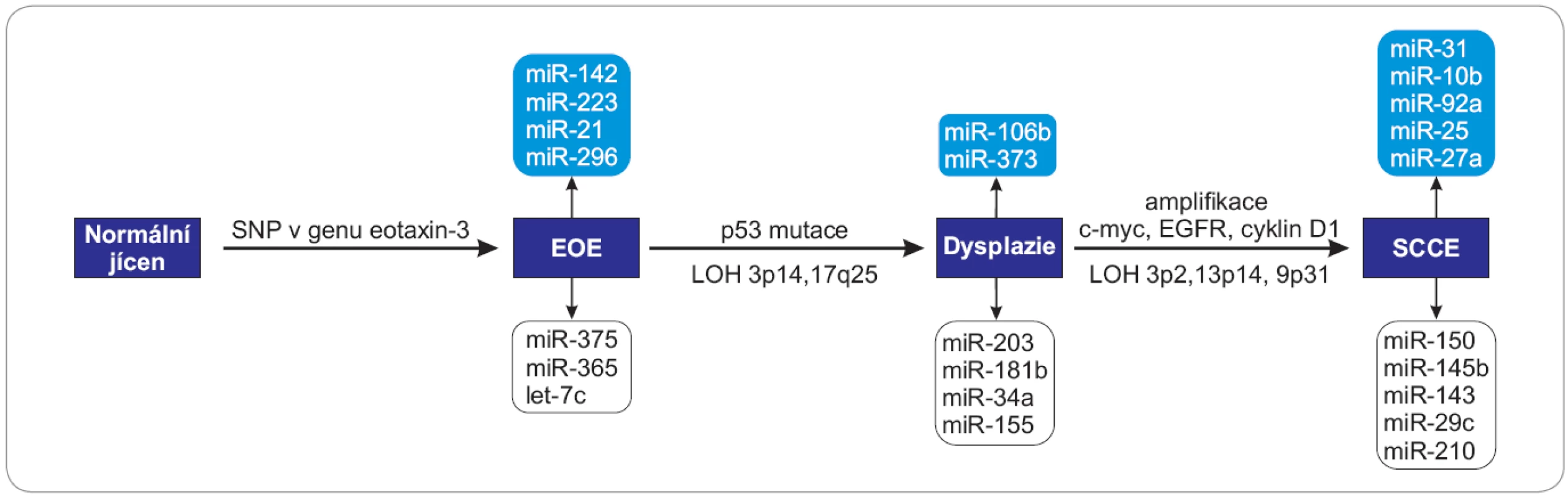Schéma zapojení vybraných miRNA do patogeneze SCCE.