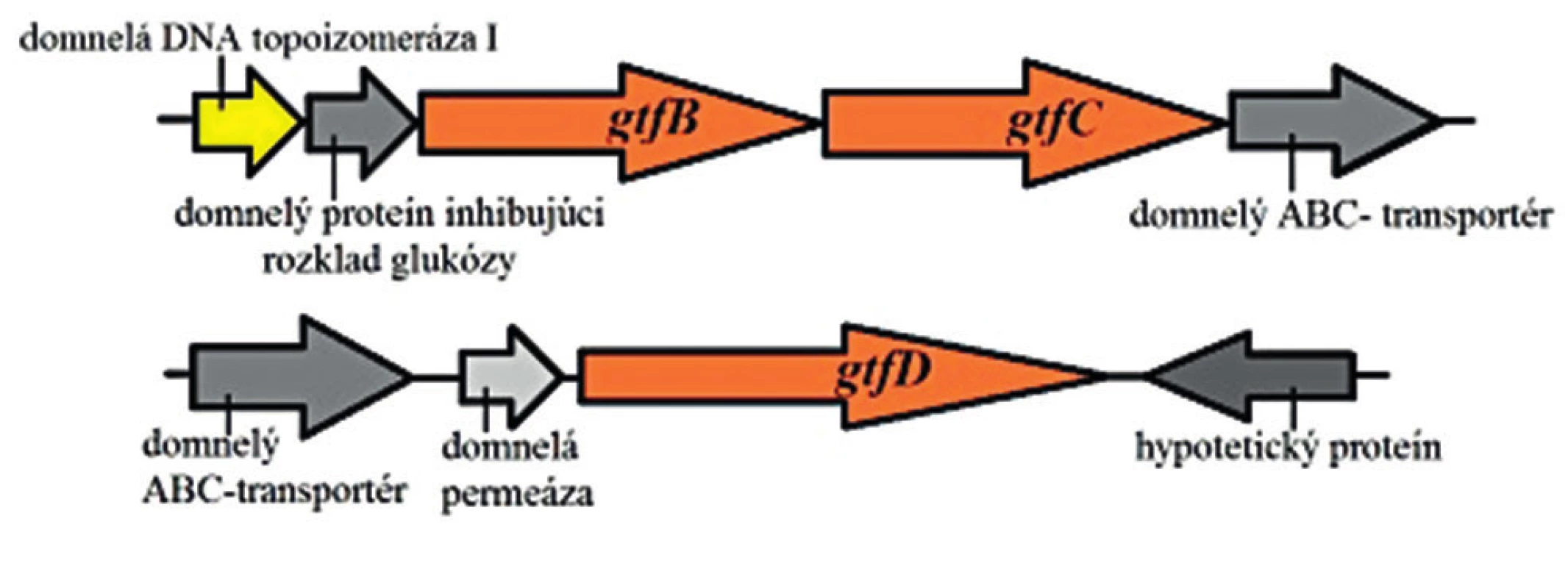 Mapa usporiadania génov gtf pri &lt;em&gt;S. mutans&lt;/em&gt;
Upravené podľa Hoshino et al. 2012 [125]
Figure 2. Map of the architecture of gtf genes in &lt;em&gt;S. mutans&lt;/em&gt;
Adapted from Hoshino et al., 2012 [125]