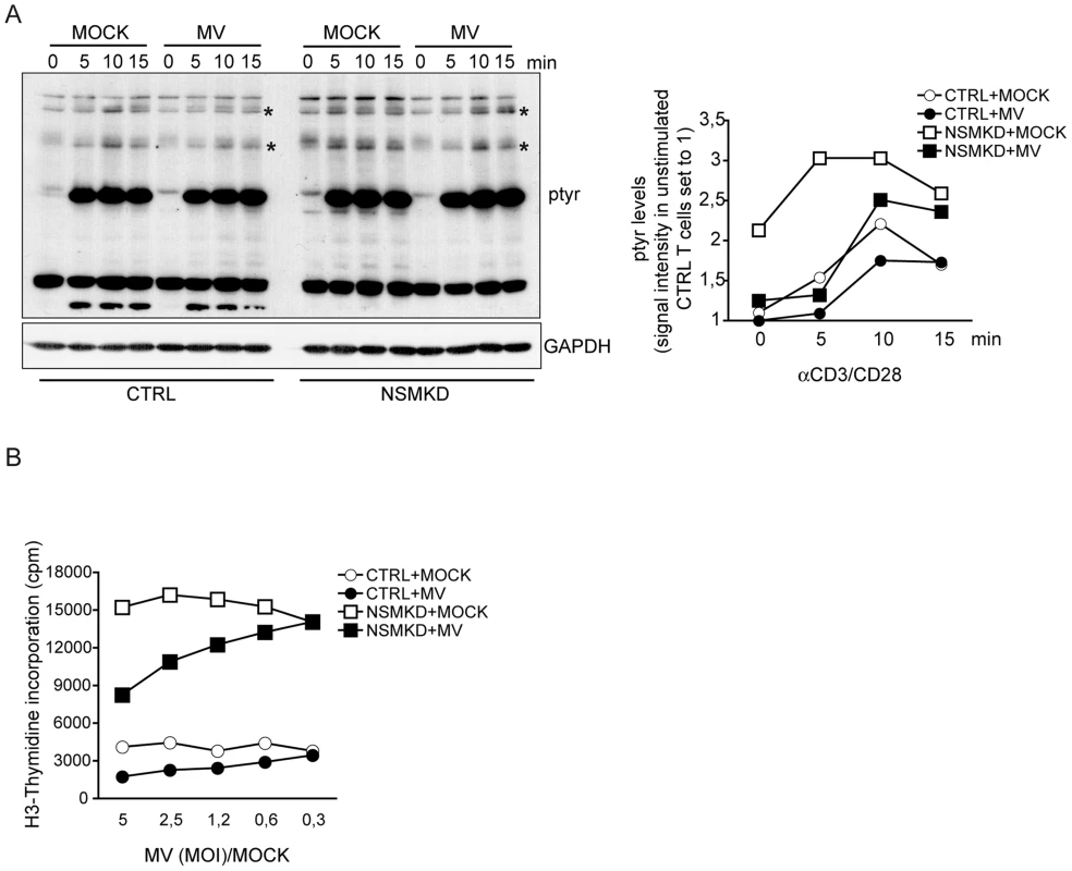 NSM activation contributes to MV interference with T cell early activation and expansion.