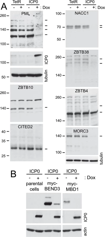 Degradation of selected cellular proteins by ICP0 in the absence of infection.