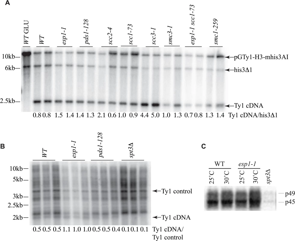 Ty1 cDNA levels are not affected in <i>esp1</i> and <i>pds1</i> mutants.