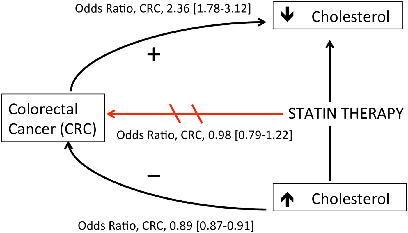 Proposed model of the association between statins, cholesterol, and colorectal cancer (CRC) risk.