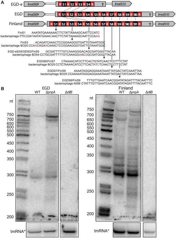RliB-CRISPRs in EGD and Finland <i>L. monocytogenes</i> strains.