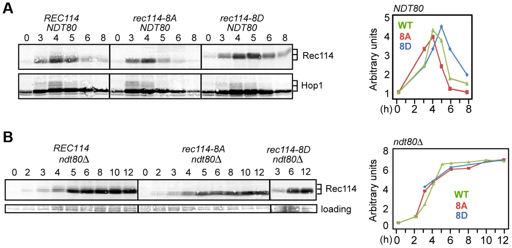 Rec114 phosphorylation delays its <i>NDT80</i>-dependent turnover.