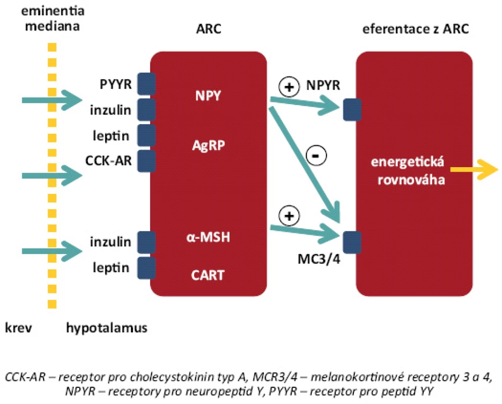 Organizace neuronů v nucleus arcuatus (ARC). Neurony v ARC exprimují receptory pro většinu periferních peptidů uplatňujících se v regulaci příjmu potravy, které obcházejí hematoencefalickou bariéru v oblasti eminentia mediana. V ARC se vyskytují dvě subpopulace neuronů – skupina neuropeptid Y/agouti-related peptide (NPY/AgRP), která zprostředkovává orexigenní působení, a skupina neuronů MSH/CART (melanocyty-stimulující hormon/cocain and amphetamine-regulated trascript), představující hlavní anorexigenní dráhu. Krom vlastních efektorových funkcí zprostředkovaných příslušnými receptory jsou tyto subpopulace schopné vzájemné inhibice [8].