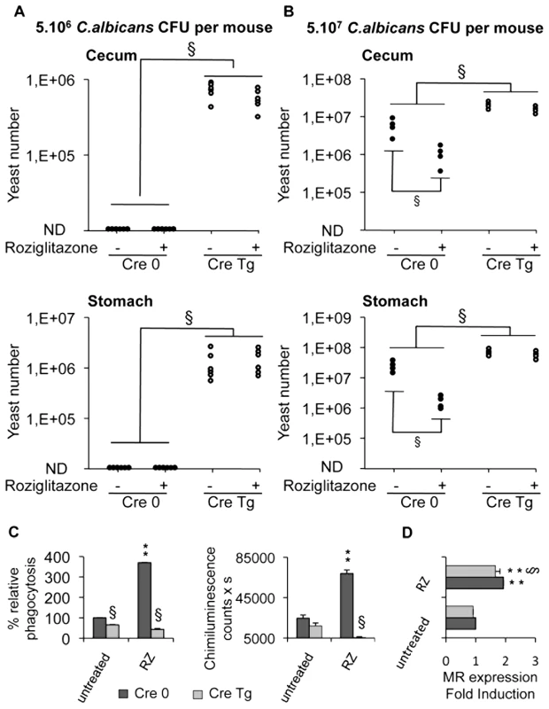 Dectin-1-knockout mice are more susceptible than Dectin-1-wildtype mice to <i>C. albicans</i> gastrointestinal infection.
