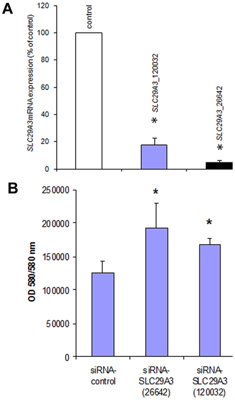 Knockdown of <i>SLC29A3</i> expression by siRNA enhanced proliferation of HeLa cells.