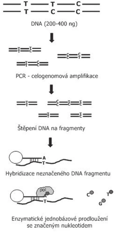 Schéma vyšetření SNP array pomocí Illumina čipů. Vyšetřovaná DNA je nejdříve celogenomově amplifikována, následně naštěpena. Naštěpená DNA je následně hybridizována ke krátkým úsekům DNA které jsou přichyceny na kuličkách. Tyto kuličky jsou umístěny v přesné pozici na sklíčku, aby bylo možno určit, o jaký vyšetřovaný znak se jedná. Touto hybridizací je zajištěna specificita vyšetření, protože DNA uchycená na kuličce je specifická pro sledovaný SNP a končí o jednu nukleotidovou pozici dříve. Následné jednonukleotidové prodloužení stanoví daný SNP na základě komplementarity bazí vyšetřované DNA. Takto připravený čip je následně skenován a softwarově vyhodnocován.