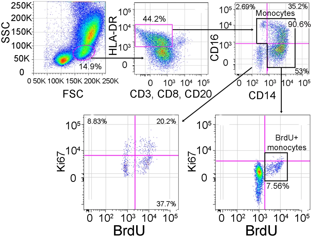 Gating strategy for identifying BrdU+ monocytes.