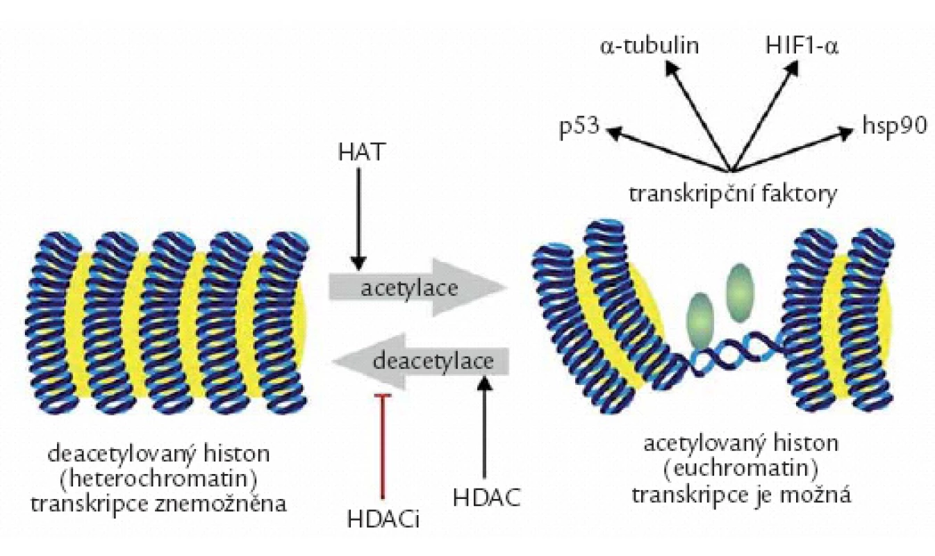 Změny genové exprese účinkem acetylace histonů. Acetylace histonacetyltransferázami (HAT) působí změnu uzavřeného chromatinu v otevřený euchromatin, který umožní kontakt transkripčních faktorů s DNA. Opětnému uzavření chromatinu zabrání inhibitory histondeacetyláz (HDACi).