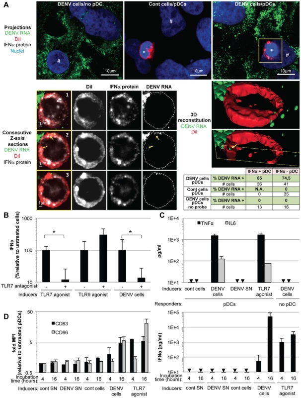 Recognition and pDC antiviral signaling triggered by DENV infected cells.