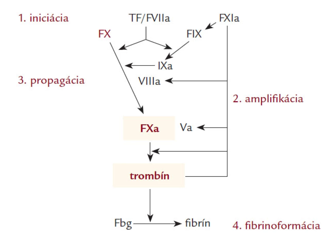 Kľúčová úloha faktora Xa a trombínu v aktivácii hemostázy. Podľa [6,7].