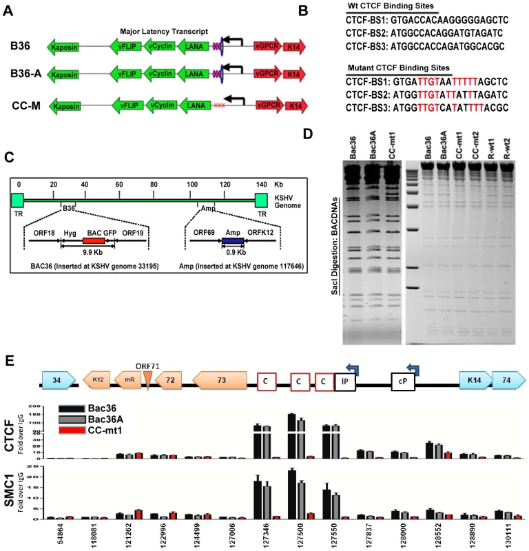 Construction of a KSHV bacmid genome lacking CTCF-cohesin binding sites in the latency control region.