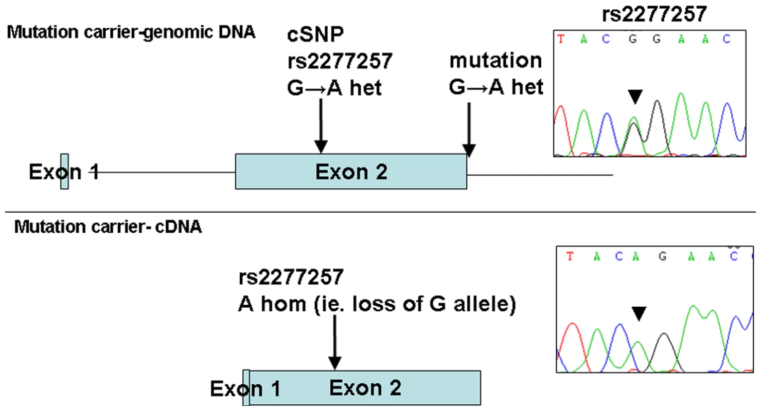 Loss of expression of mutant allele due to IVS2+1 G&gt;A splice-site mutation identified in family 1.