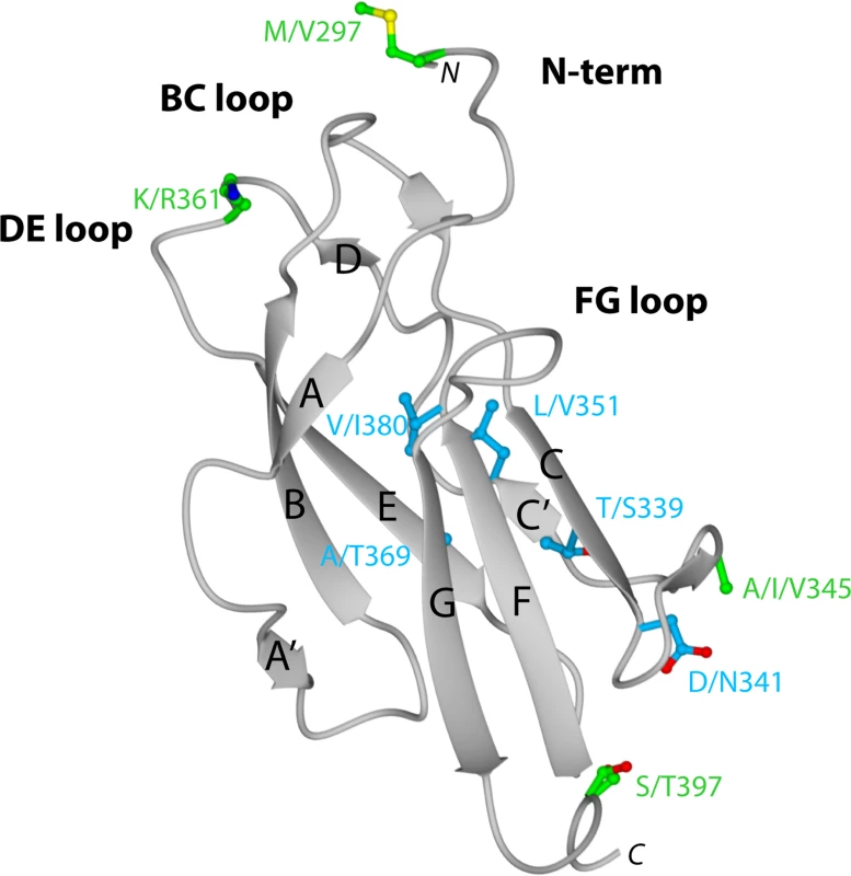 Crystal structure of DENV-1 DIII (strain 16007) and analysis of genotypic variation.