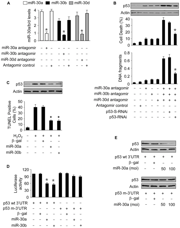 miR-30a, miR-30b, and miR-30d participate in the regulation of p53 expression.