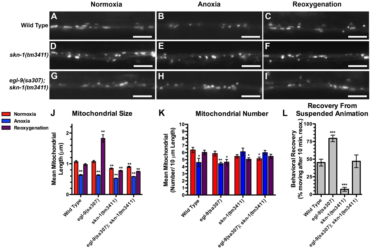 SKN-1 is required for anoxia-induced mitochondrial hyperfusion.