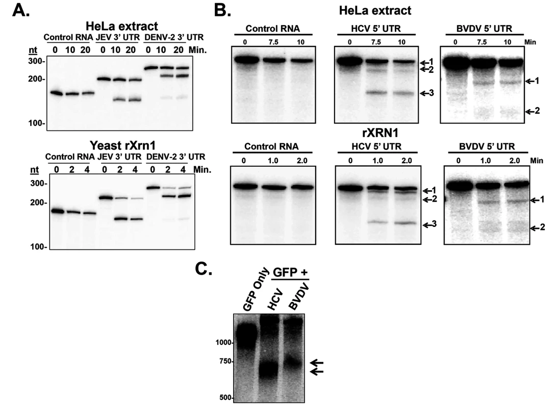 Stalling of XRN1 is a conserved function of flavivirus RNAs.
